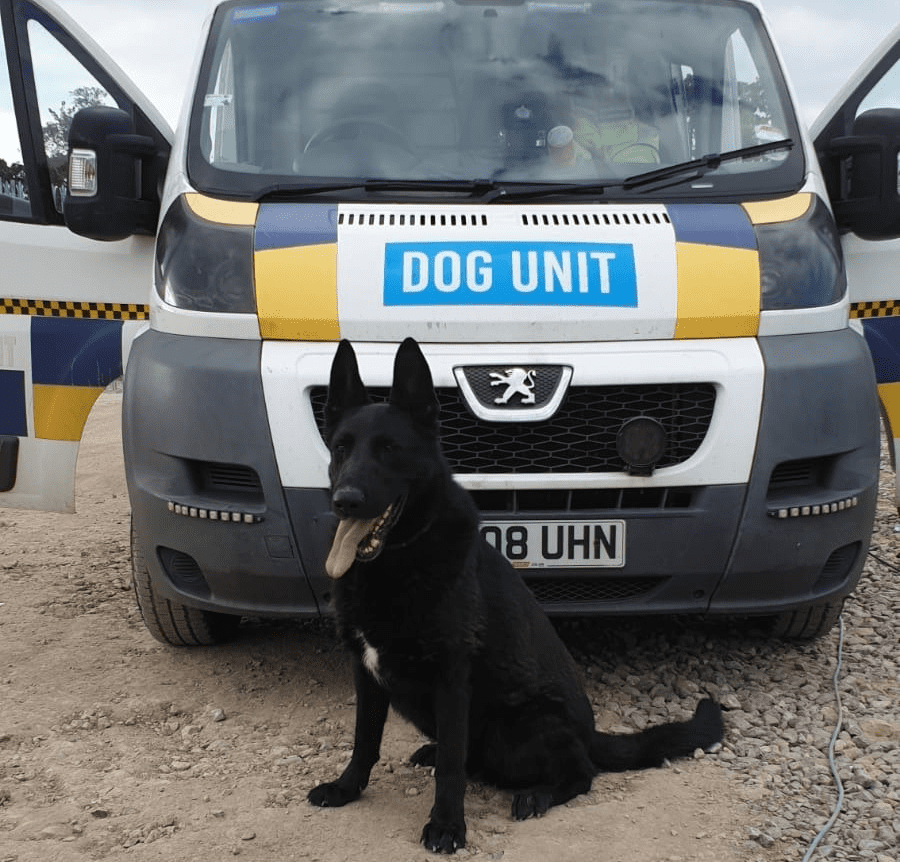 Why a security guard with a dog is the best solution? Brylant K9